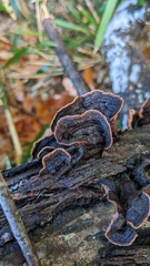 Punctularia strigosozonata