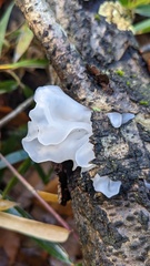 Tremella fuciformis
