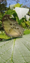 Lepidoptera