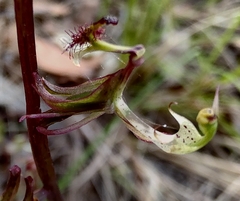 Arthrochilus prolixus