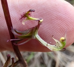 Arthrochilus prolixus