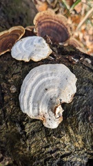 Microporus affinis