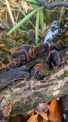 Punctularia strigosozonata