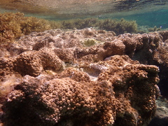 Palythoa tuberculosa