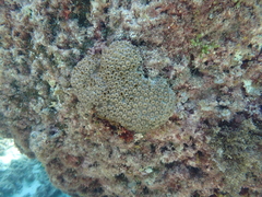 Palythoa tuberculosa