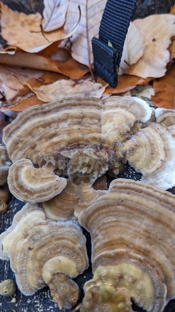 Trametes betulina · December 2022 · photo: © atsushi_nakajima_cirque (iNaturalist, cc-by)