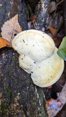 Trametes orientalis