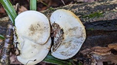 Trametes orientalis