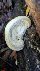 Trametes orientalis