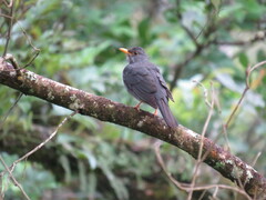 Turdus subalaris