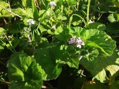 Pelargonium australe