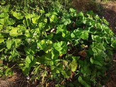Pelargonium australe