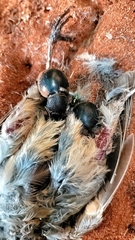 Ocnodes