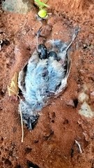 Ocnodes