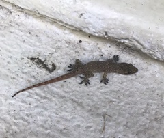 Hemidactylus garnotii