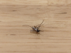 Armigeres subalbatus