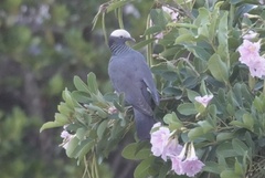 Patagioenas leucocephala