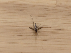 Armigeres subalbatus