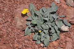 Crepis pygmaea