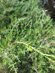 Juniperus phoenicea