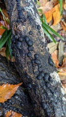 Annulohypoxylon truncatum