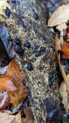 Annulohypoxylon truncatum