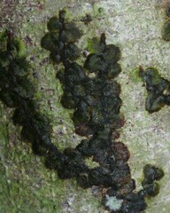 Trichomanes pinnatinervium