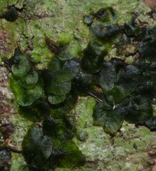 Trichomanes pinnatinervium