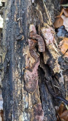 Abundisporus pubertatis