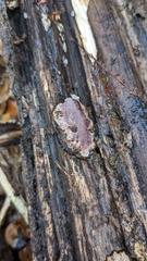 Abundisporus pubertatis