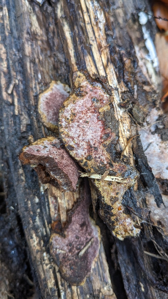 Abundisporus pubertatis