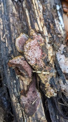 Abundisporus pubertatis