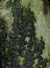 Trichomanes pinnatinervium