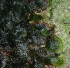 Trichomanes pinnatinervium