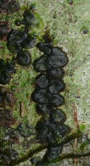 Trichomanes pinnatinervium