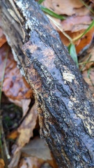 Henningsomyces candidus