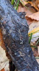 Henningsomyces candidus