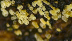 Henningsomyces candidus