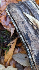 Henningsomyces candidus