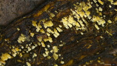 Henningsomyces candidus