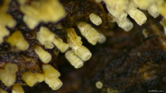 Henningsomyces candidus