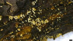 Henningsomyces candidus