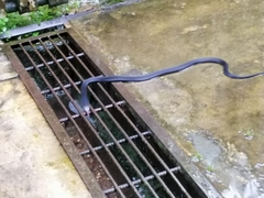 Naja sumatrana