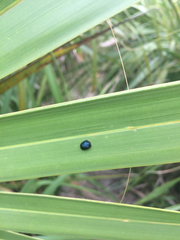 Hemisphaerota cyanea