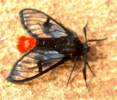 Clystea carnicauda