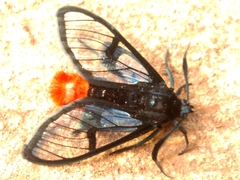 Clystea carnicauda