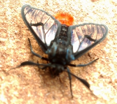 Clystea carnicauda