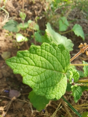 Plectranthus parvifolius