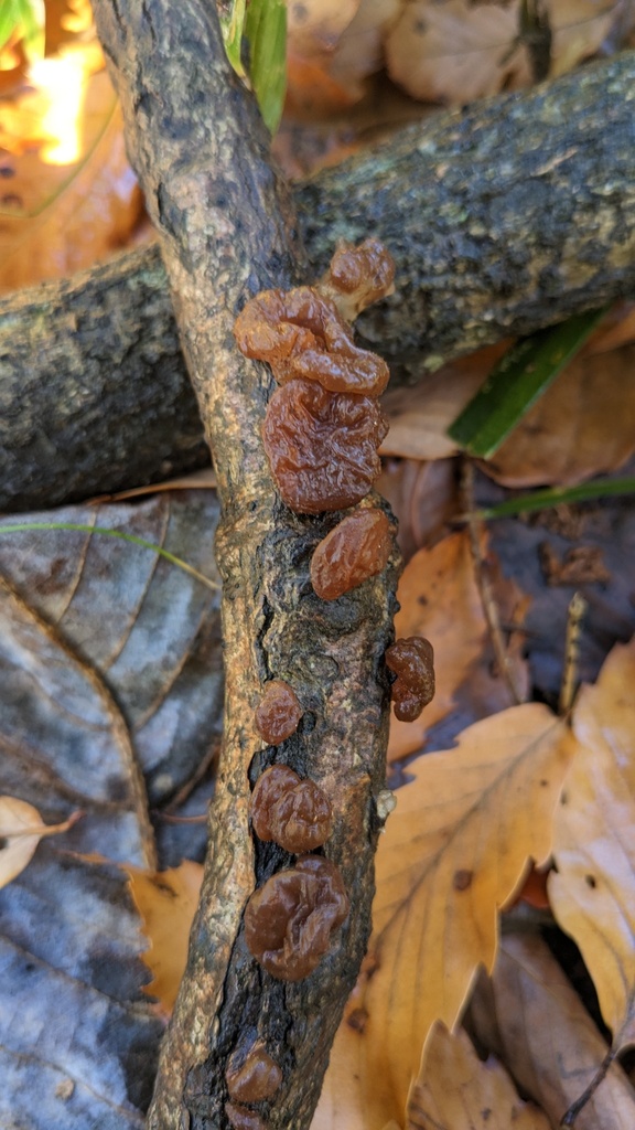 Exidia uvapassa