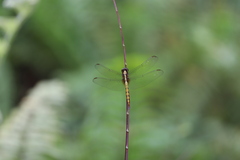 Orthetrum luzonicum